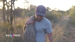 Nam Phi đối phó với nạn săn trộm tê tê quý hiếm do nhu cầu từ Trung Quốc 