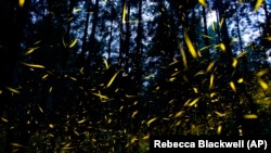 دیمەنی درەوشانەوەی سەدان مێرووی گوڵە ئەستێرە لە وڵاتی مەکسیک.