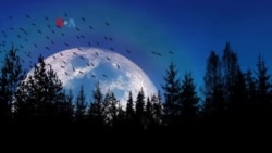 Teknologi Baru Bantu Jutaan Burung Selamat saat Migrasi 