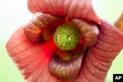 This April 17, 2010, image provided by the Missouri Dept. of Conservation shows the blossom of a pawpaw tree attached to a branch in Missouri. The flower has an odd scent reminiscent of fermenting grapes. (Missouri Dept of Conservation via AP)