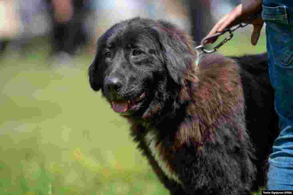 Exhibition of Macedonian shepherds dog Karaman (Изложба на македонско автохтоно овчарско куче караман)