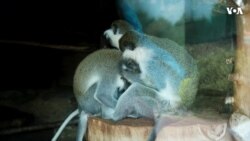 Heyvanları müalicə edən heyvanxana