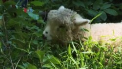 Kampung Amerika: Wedus Dadi Tukang Kebon