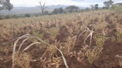 ቡርጂ እና አማሮ ልዩ ወረዳዎች በድርቅ የተጎዱ 150 ሺሕ ሰዎች ምግብ ይፈልጋሉ 