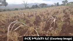 በደቡብ ክልል ቡርጂ እና አማሮ ልዩ ወረዳዎች