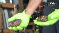 L'escargot géant d'Afrique, un fléau agricole en Floride