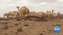 በአፍሪካ ቀንድ 22 ሚሊዮን ሕዝብ ለረሃብ ተጋልጧል 