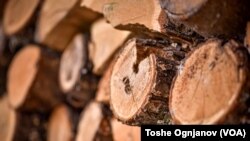 Граѓаните се плашат и се создава страв дека можеби ќе нема струја, па тие што никогаш не користеле дрво, сакаат да набават, вели в.д. директорот на Национални шуми, Валентин Греувски