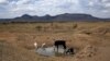 Livestock drink from a drying river outside Utrecht, a small town in the northwest of KwaZulu-Natal, South Africa, Nov. 8, 2015. Kenya and Uganda are bracing for floods, while South Africa and Malawi are already grappling with drought as a result of this year’s strengthening El Niño weather phenomenon. 