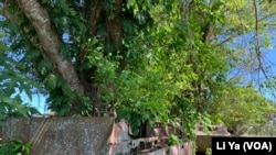 80年前在所罗门群岛泰瑞尔海滩登录的美军坦克和军事装备一直遗留在这里。(美国之音记者莉雅拍摄）