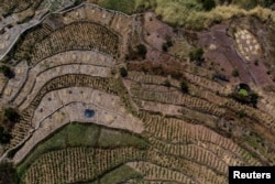 中国重庆地区农田里的农作物因干旱而枯萎。（2022年8月19日）