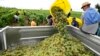 In France, Warmer Weather Means Earlier Grape Harvest, Better Wine