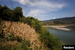 中国长江重庆段江边的玉米因干旱而枯黄。（2022年8月19日）