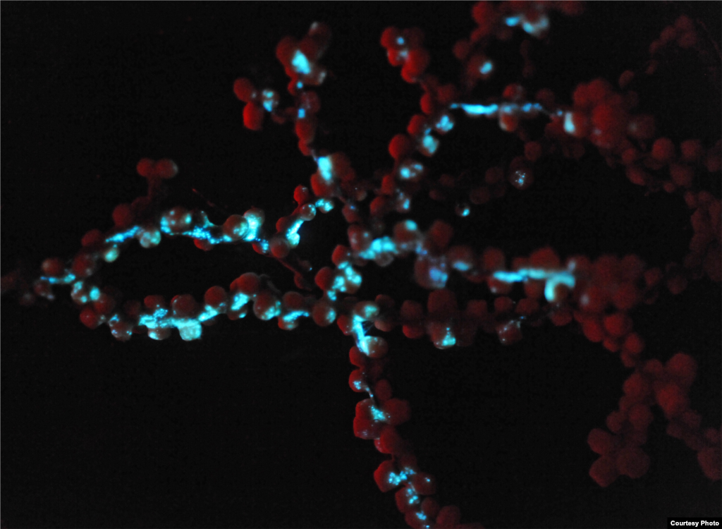 Bioluminescence of a colonial anemone, Credit: Sonke Johnsen