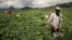 FILE - A worker harvests tea at a plantation on the outskirts of Buea, in Cameroon's Southwest region, April 27, 2018.