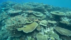 Գլոբալ ջերմացման պայմաններում գիտնականները փորձում են կայունացնել Մեծ արգելախութի էկոհամակարգը