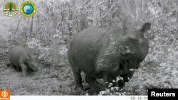 Seekor anak badak tampak berjalan mengikuti seekor badak betina, yang diyakini sebagai ibunya, di Taman Nasional Ujung Kulon, Banten, pada 18 September 2022. (Foto: KLHK/Handout via Reuters)