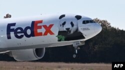 Не е јасно дали или кога зоолошката градина ќе добие уште панди