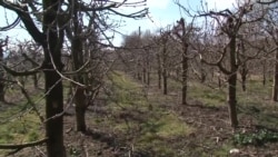 Повеќе од 800 тони охридска цреша, годинава би можеле да завршат на домашниот пазар