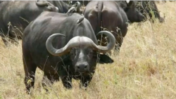 Rakkoon Nageenyaa fi Faca’inni Koovid 19 Tuurizimii Oromiyaarratti Dhiibbaa Gochuu Dubbata Mootummaan