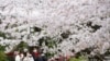 People wearing face masks stroll under cherry blossoms in full bloom at the Zojoji temple in Tokyo, March 29, 2022. 