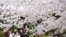 People wearing face masks stroll under cherry blossoms in full bloom at the Zojoji temple in Tokyo, March 29, 2022. 