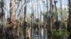 Cypress trees grow in standing water and provide a perch for airplants.