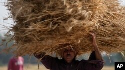 印度农民在搬运收获的小麦。（2022年4月28日）