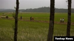 올해 6월 평양 외곽 지역의 농촌 풍경. (자료사진)