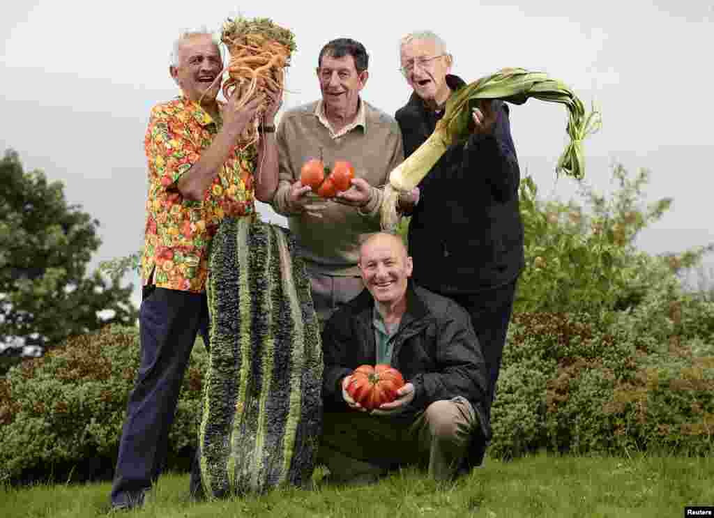 Ian Neale dari Newport (kiri) dengan wortel raksasa yang mendapat hadiah pertama, Graham Tranter (kedua dari kiri) dari Bridgnorth dengan tomatnya yang berada pada posisi ke-4, Joe Atherton dari Mansfield (ketiga dari kiri) dengan tomatnya yang menempati posisi pertama dan Graham Walford dari Bridgnorth dengan daun bawangnya yang menduduki posisi ke-4, berpose untuk foto pada hari pertama&nbsp; pameran bunga musim gugur di Harrogate, Inggris Utara. 