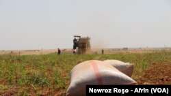 Zevitên Çandinê li Şehba Rastî Şewata Topbaran Tirkiyê Tên