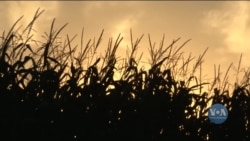 Американські фермери скаржаться, що зросла собівартість вирощення їх продукції. Відео 