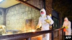 باغ وحش پیونگ یانگ