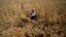 FILE - A farmer harvests wheat on the outskirts of Jammu, India, April 28, 2022.