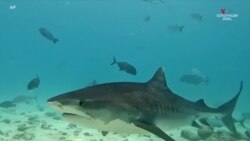 Գիտնականները փորձում են բացահայտել վագրային շնաձկների գաղտնիքները