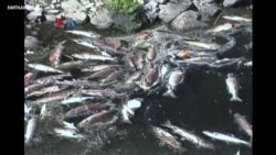 Perjuangan Suku Asli Amerika Tutup Empat Waduk Perusak Lingkungan