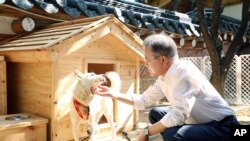 Presiden Korea Selatan Moon Jae-in dan Gomi, anjing Pungsan putih hadiah dari Korea Utara, dalam foto yang dirilis Oktober 2018. (Gedung Biru Kepresidenan Korea Selatan via AP)