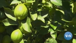 ብሰንኪ ወራር ሩስያ ኣብ ዩክሬን ሓረስቶት ደቡብ ኣፍሪቃ ፍርያቶም ንምስዳድ ይጽገሙ