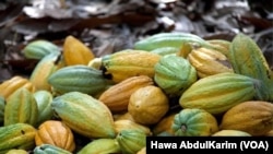 Masu Noman Koko A Kamaru