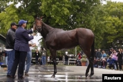 American Pharoah's owner, Ahmed Zayat, pets him during his bath at Belmont Park in Elmont, N.Y., June 5, 2015.