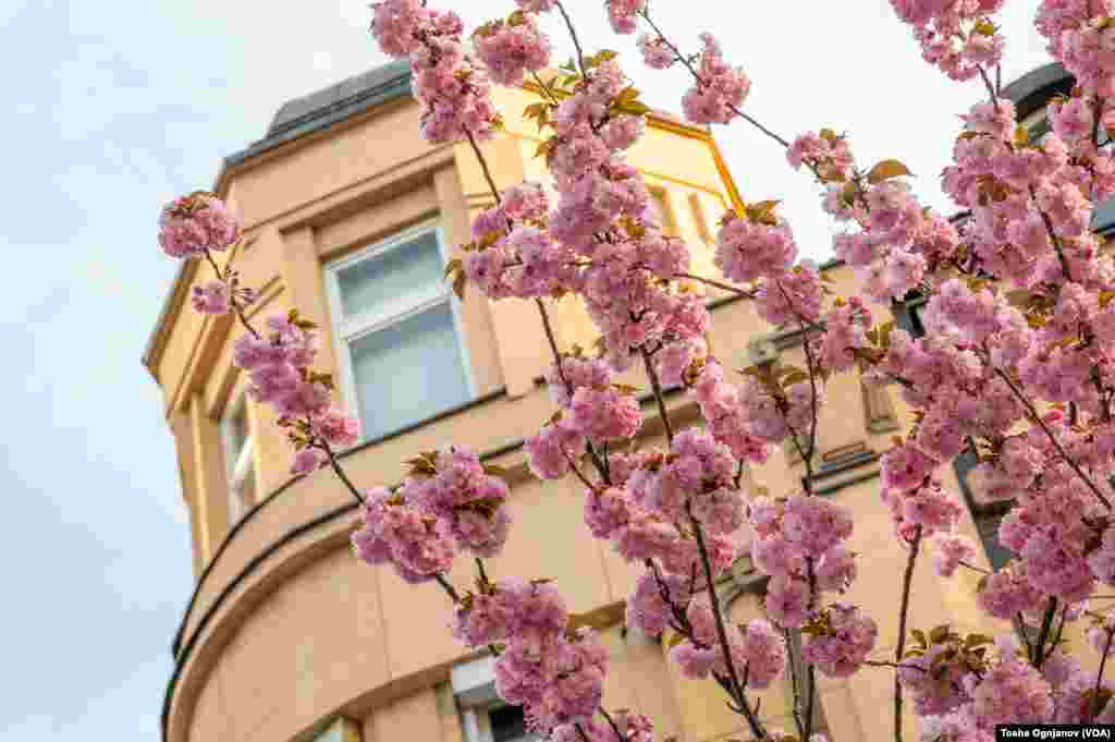 Cherry Blossom in Skopje, North Macedonia