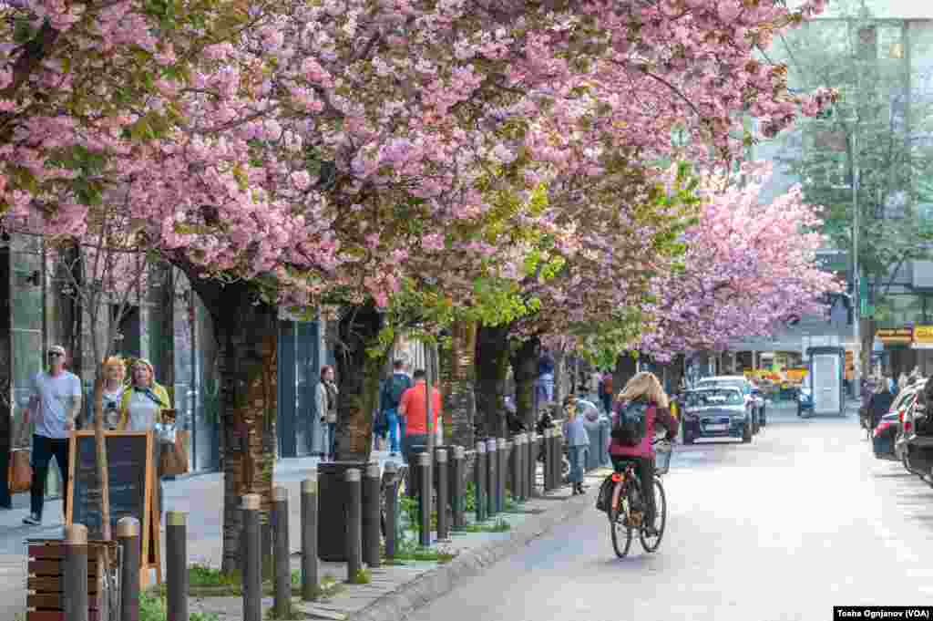 Cherry Blossom in Skopje, North Macedonia
