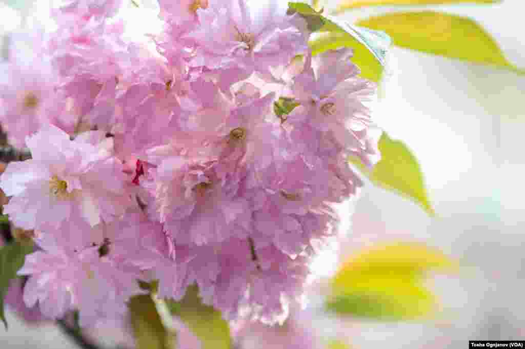 Cherry Blossom in Skopje, North Macedonia