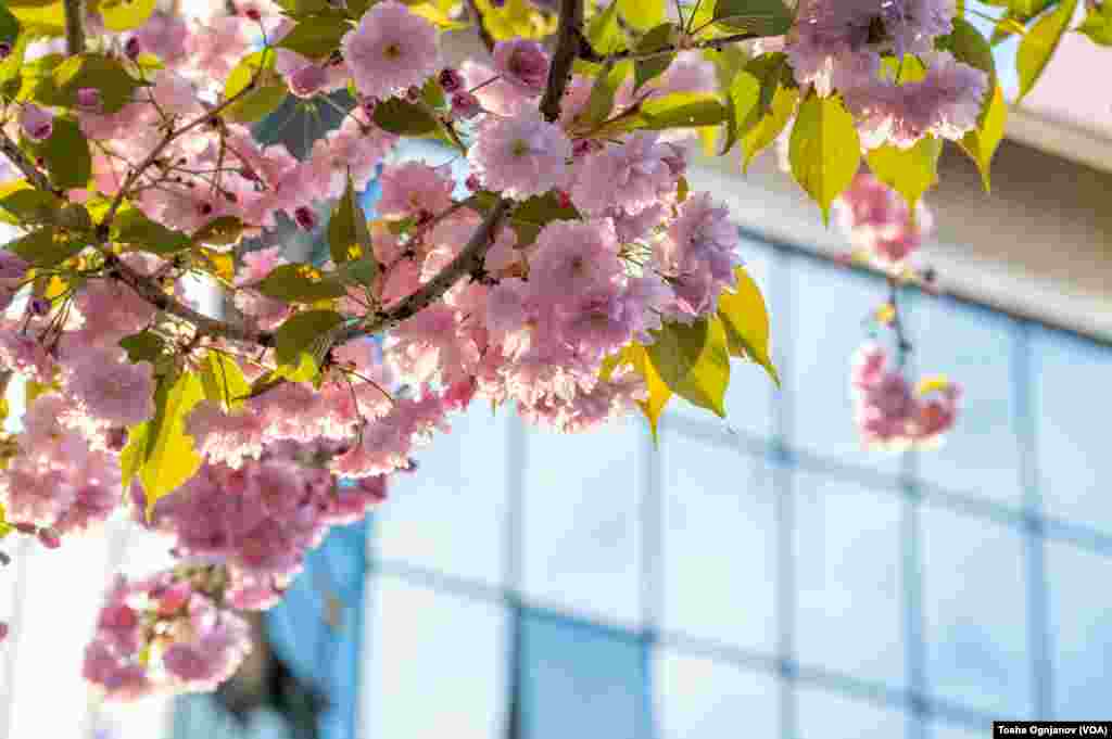 Cherry Blossom in Skopje, North Macedonia