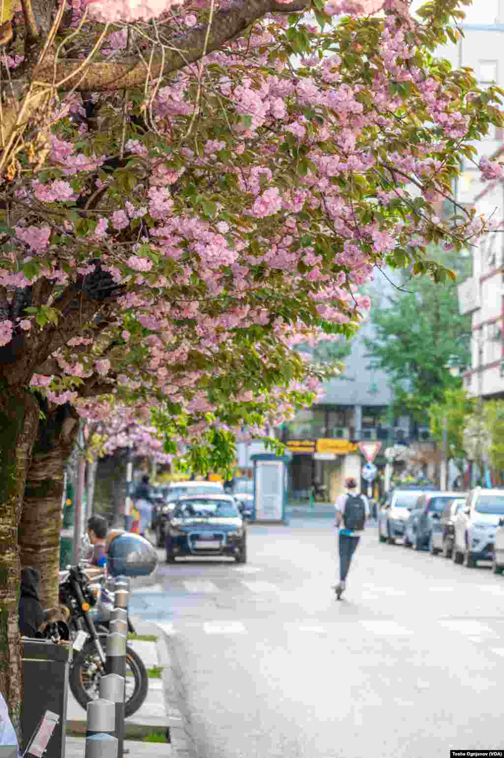 Cherry Blossom in Skopje, North Macedonia