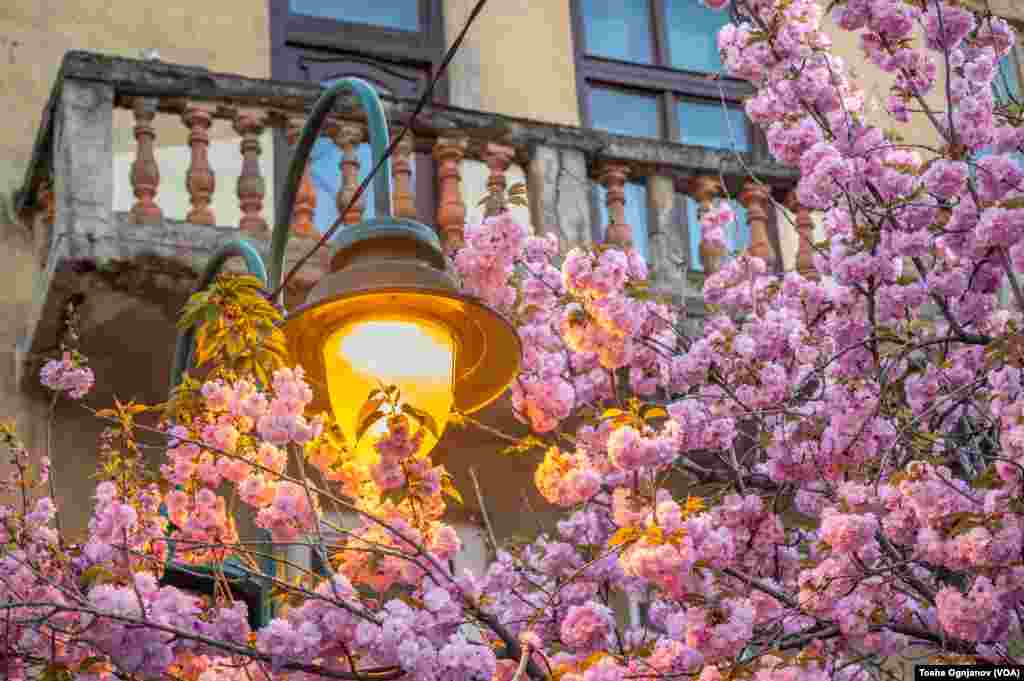 Cherry Blossom in Skopje, North Macedonia