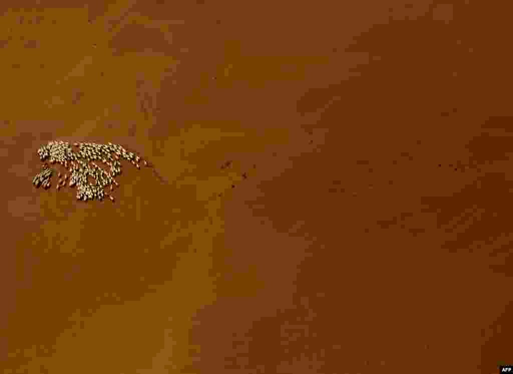 រូបភាព​ពី​លើ​អាកាស​បង្ហាញ​ពី​ហ្វូង​សត្វ​ជៀម​មួយ​នៅ​វាលខ្សាច់ Gobi ប្រទេស​ម៉ុងហ្គោលី។&nbsp;