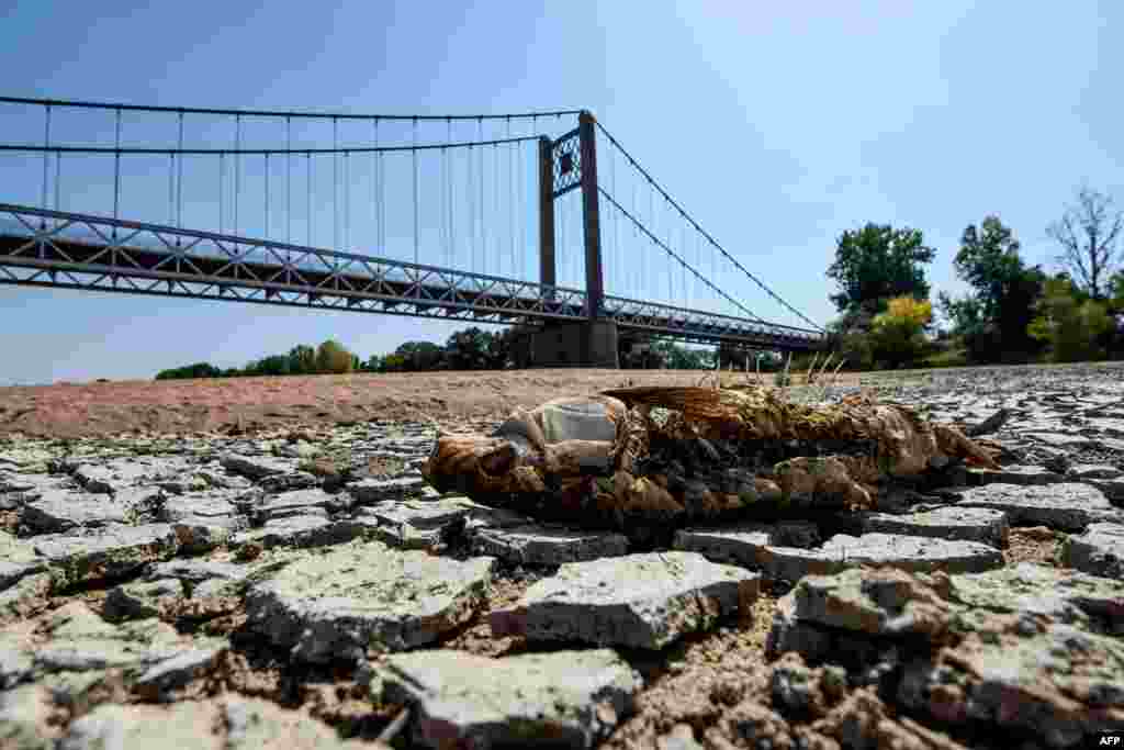 프랑스 루아르 강이 가뭄으로 매말라 강바닥에 물고기가 죽어있다. 