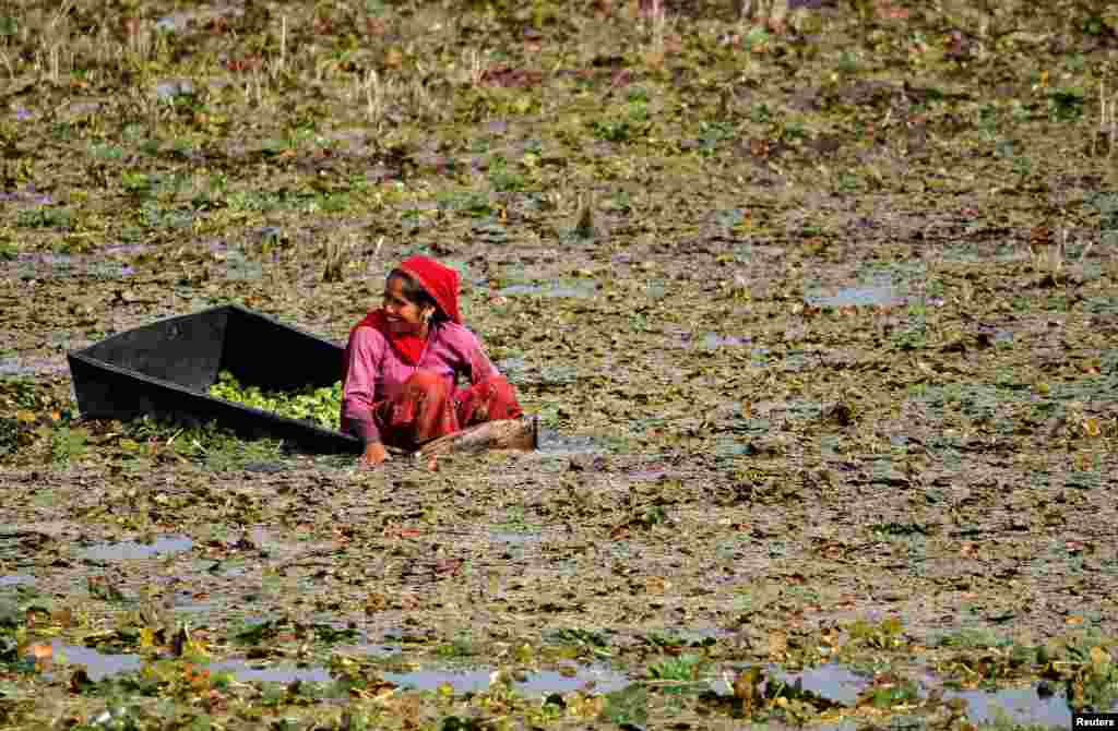 Seorang perempuan mengumpulkan kastanya (chestnut) atau &quot;singada&quot; (nama lokal) dari sebuah kolam di Masuda, Rajasthan, India.