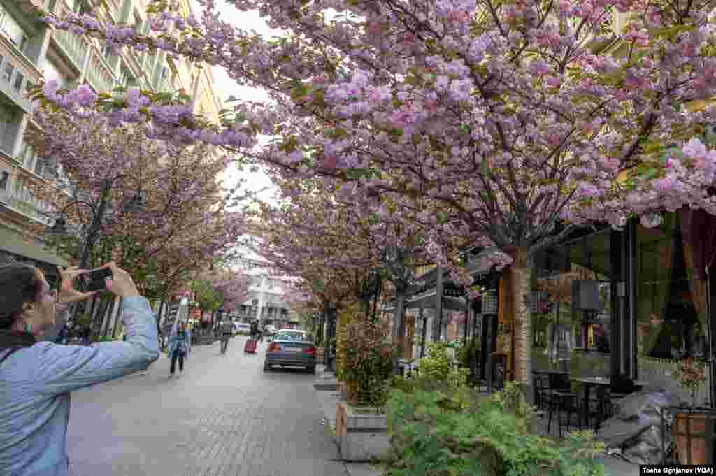 Cherry Blossom in Skopje, North Macedonia